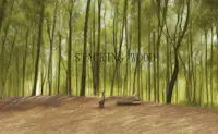 Stacking Wood