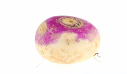 Turnip