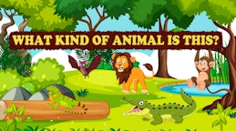 What Kind of Animal is This