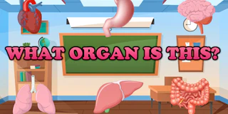 What Organ Is This? thumbnail
