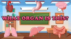 Image for What Organ Is This?