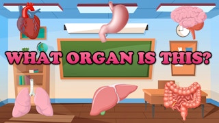 What Organ Is This? game cover
