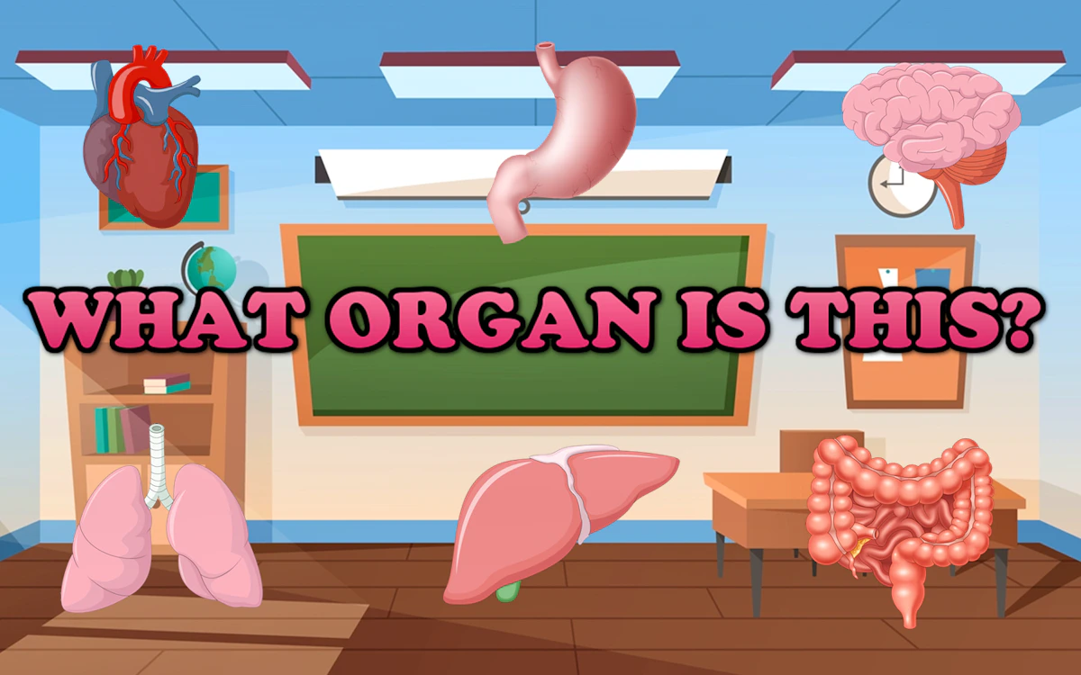 Play What Organ Is This? — free online Educational game