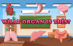 What Organ Is This?