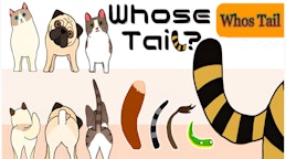 Whose Tail